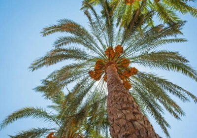 istockphoto-1223596732-612×612-2