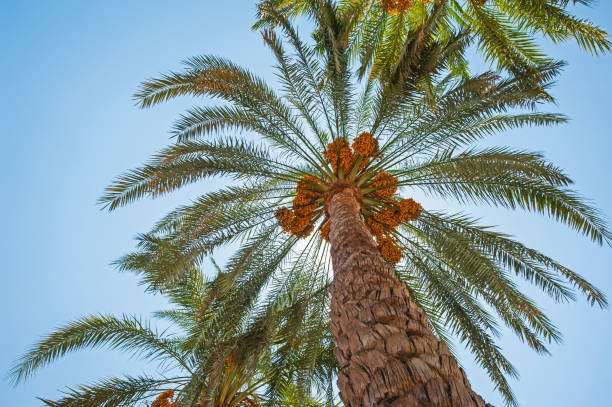 النخلة العمانية